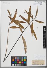 Foto von Salix viminalis L.